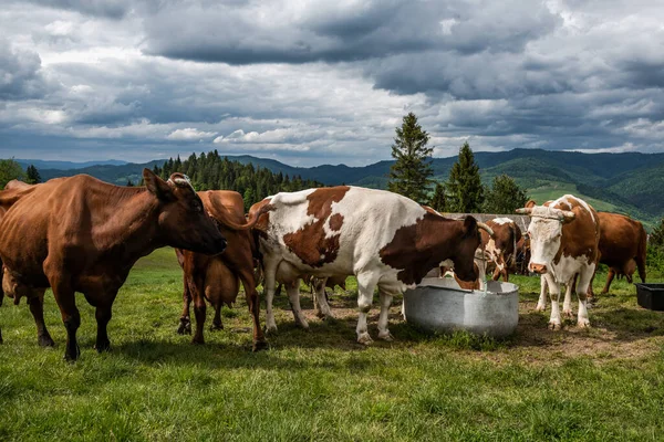 Vacas Agua Potable Granja Ubicada Las Montañas Pieniny Polonia — Foto de Stock