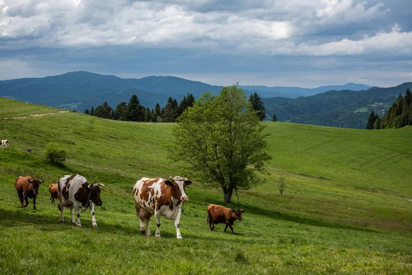 Cows herd walk on green pasture in Pieniny National Park and Mountains, Poland.