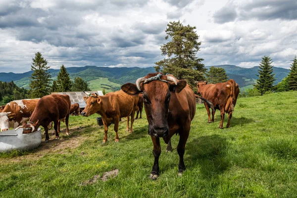 Cow grazing on green pasture meadow in Pieniny Mountains in Poland at spring.