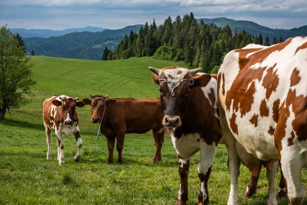 Vaca Pastando Prados Verdes Las Montañas Pieniny Polonia Primavera — Foto de Stock