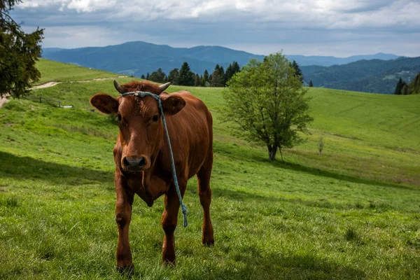 Vacas Felices Prado Pieniny Mountains Polonia — Foto de Stock