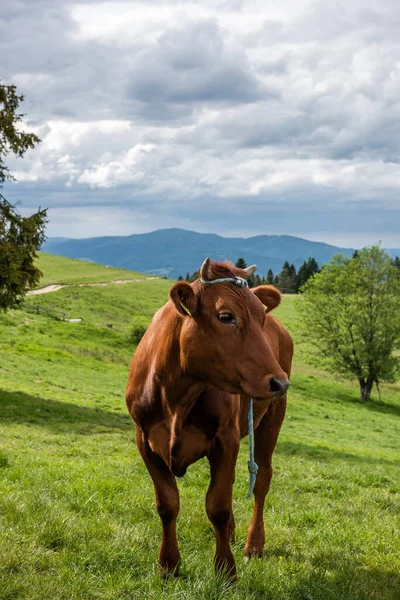 Happy Cows on meadow in Pieniny Mountains, Poland.