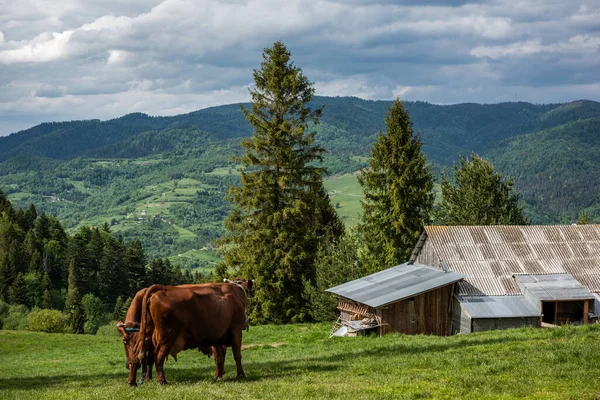 Vacas Felices Prado Pieniny Mountains Polonia — Foto de Stock