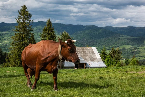 Happy Cows Meadow Pieniny Mountains Poland — Stock Photo, Image