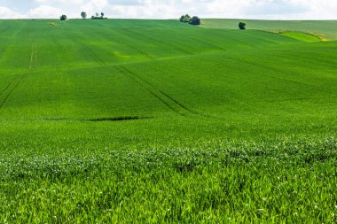 Yazın tarım ekinlerinin yemyeşil yemyeşil tarlaları.