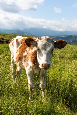 Yaz mevsiminde yeşil çimlerde mutlu inek.