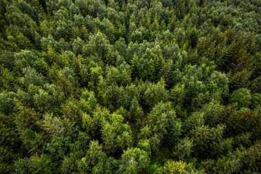 Ağaçlar tepeden tırnağa dron görünümlü.
