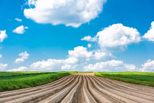 Landbouwvelden Met Landbouwgewassen Zonnige Zomerdag — Stockfoto