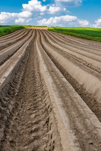 Landbouwvelden Met Landbouwgewassen Zonnige Zomerdag — Stockfoto