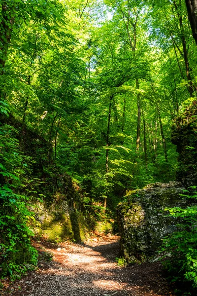 Bujný Zelený Les Národním Parku Ojcowski Polsku — Stock fotografie