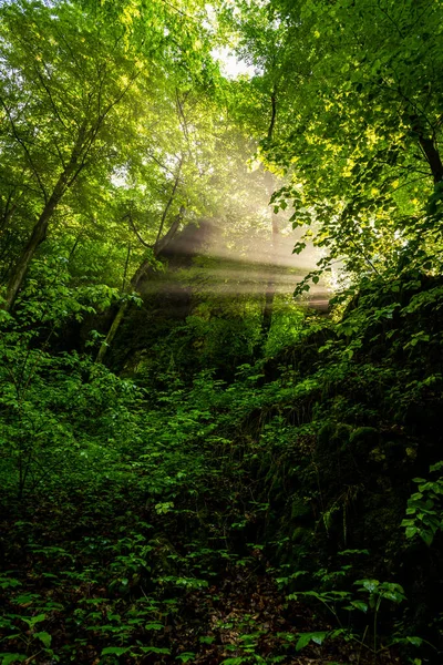 Sluneční Paprsky Koryto Listí Lese Při Mlhavém Východu Slunce — Stock fotografie