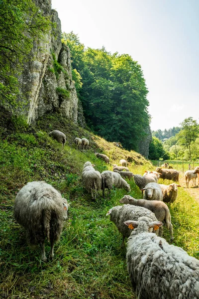 Pastoreio Ovelhas Parque Nacional Ojcowski Polónia Perto Cracóvia — Fotografia de Stock