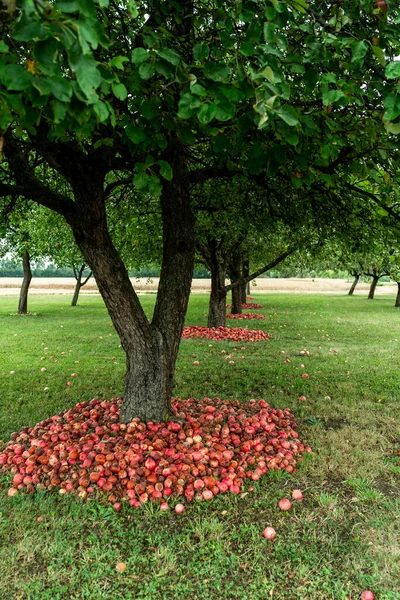 Manzanos Huerto Ecológico Ecológico — Foto de Stock