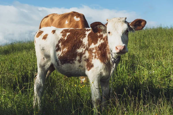 Young Calf Green Meadow Pasture — Stock Photo, Image