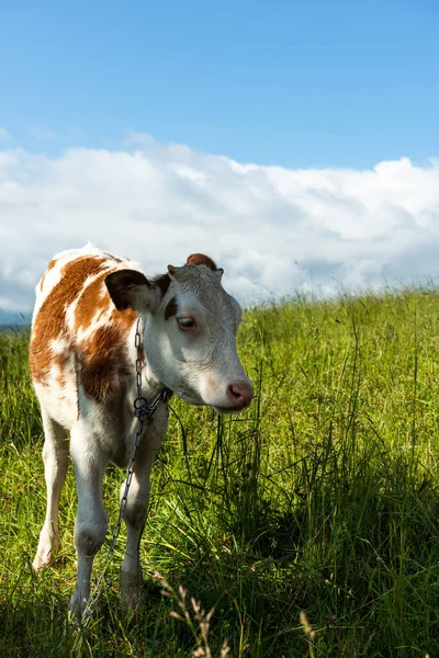 Young Calf Green Meadow Pasture — Stock Photo, Image