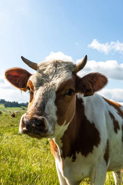 Happy Cow Portrait Summer Green Meadow — Stock Photo, Image