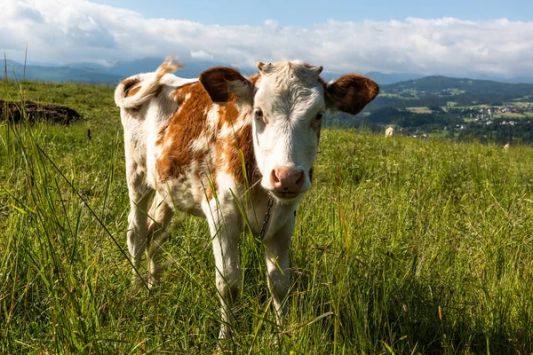 Happy Cow Green Grass Summer Season — Stock Photo, Image
