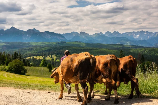 Las Vacas Son Llevadas Pastar Región Podhale Polonia — Foto de Stock