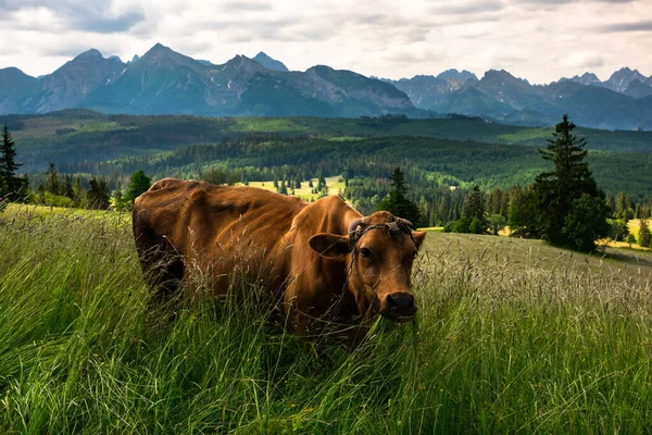 Vaca Pastando Prado Con Montañas Tatras Fondo — Foto de Stock