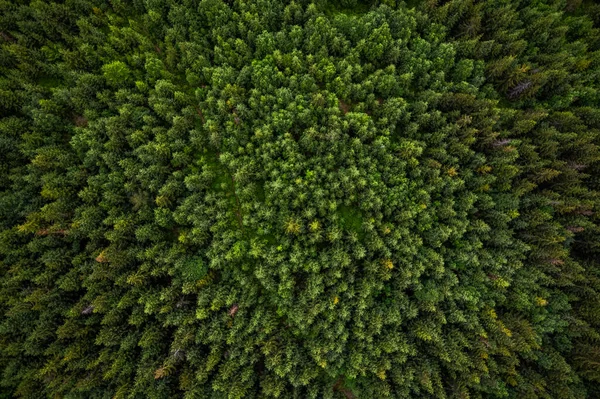 Trees canopy top down drone view.