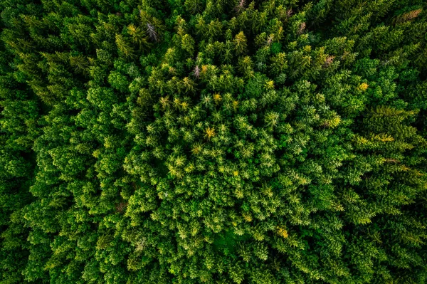 Motif Des Arbres Dans Les Bois Photo Drone Haut Vers — Photo