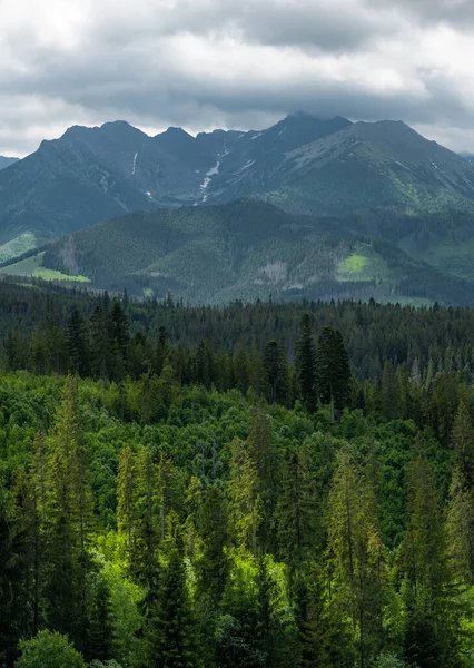 Πλούσιο Δάσος Και Ψηλά Βουνά Tatra Κυμαίνονται Στην Πολωνία Κοντά — Φωτογραφία Αρχείου