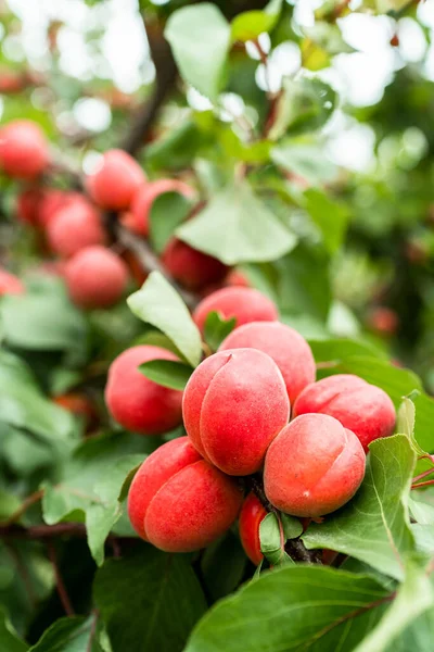 Apricot fruits grow on tree in orchard.