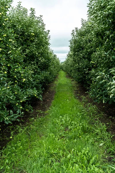 Appelboomgaard Biologische Fruitproducten Landbouw — Stockfoto