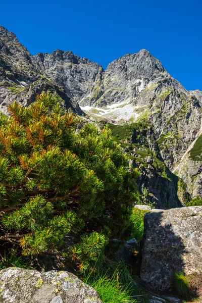 Yazın Tatra Dağları Ulusal Parkı Polonya Zakopane Yakınlarında — Stok fotoğraf