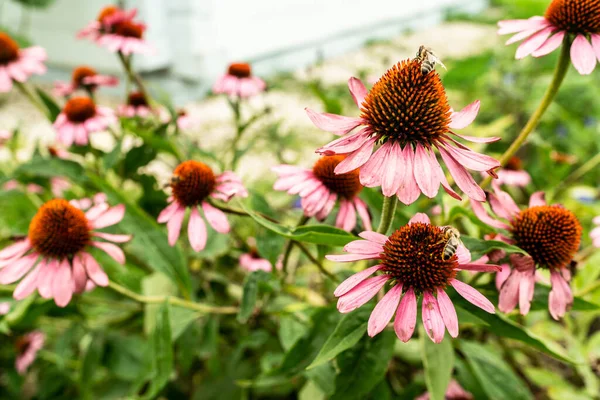 Colorful Flowers Meadow Summer — Stock Photo, Image