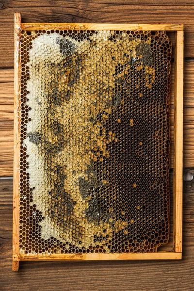 Honey comb in frame, beekeeping background.
