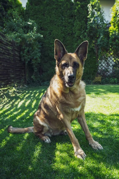 Cane Pastore Tedesco Ritratto Animale Adulto Seduto Sull Erba — Foto Stock