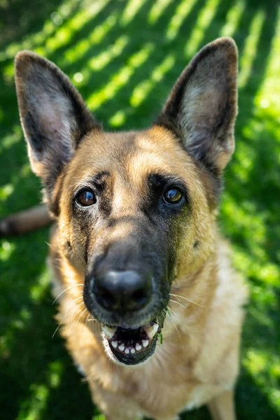 Pes Německý Ovčák Dospělý Portrét Obličeje Venkovní Trávě — Stock fotografie