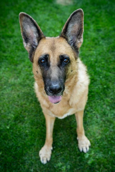 Glad Hund Ansikte Tyska Herde Vuxen Hund Hemmet Trädgård — Stockfoto