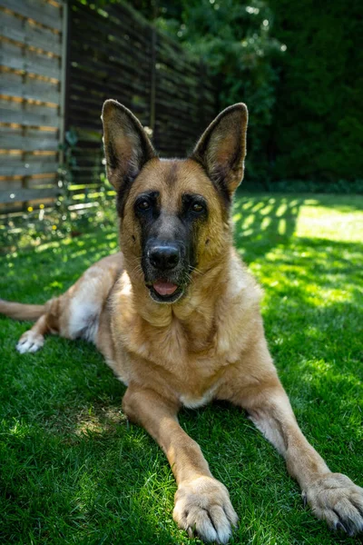 Cane Pastore Tedesco Giaceva Sull Erba Giardino Animale Adulto — Foto Stock