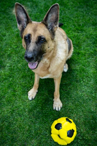 ドイツの羊飼い犬遊びで庭の芝生の上でボール — ストック写真