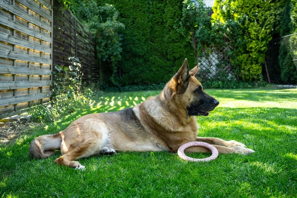Perro Adulto Está Acostado Hierba Jardín Casero Con Juguete Masticable — Foto de Stock