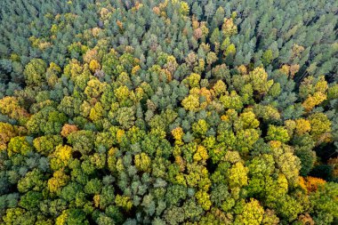 Yukarıdaki renkli sonbahar ormanı bir dronla ele geçirilmiş. Doğal mevsimsel manzara arka planı.