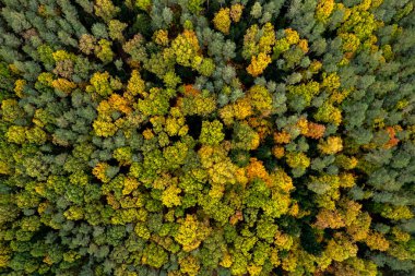 Sonbahar ormanı üzerindeki hava aracı görüntüsü. Ormanda renkli ağaçlar. Sonbahar orman insansız hava aracı görüntüsü. Sonbahar doğal arka planı.