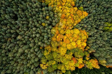 Sonbaharda renkli bir orman yeşilliği, insansız hava aracı manzarası, doğal mevsimlik arka plan..