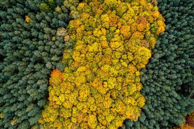 Yukarıdaki renkli sonbahar ormanı bir dronla ele geçirilmiş. Doğal mevsimsel manzara arka planı.