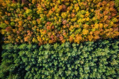 Ormanda sonbahar yaprakları, tepeden tırnağa insansız hava aracı manzarası.