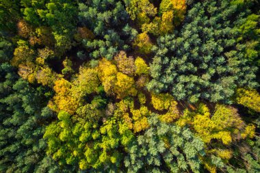 Sonbahar renkli ormanlarında soyut insansız hava aracı görüntüsü.