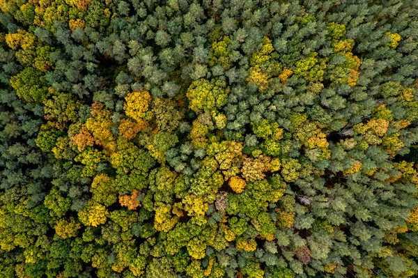 Top down view of autumn forest, drone view from above of trees in fall season. Natural background.