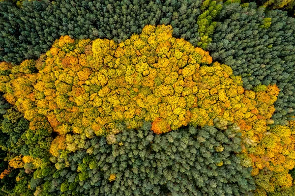 Blick Von Oben Auf Den Herbstwald Drohnenblick Von Oben Auf — Stockfoto