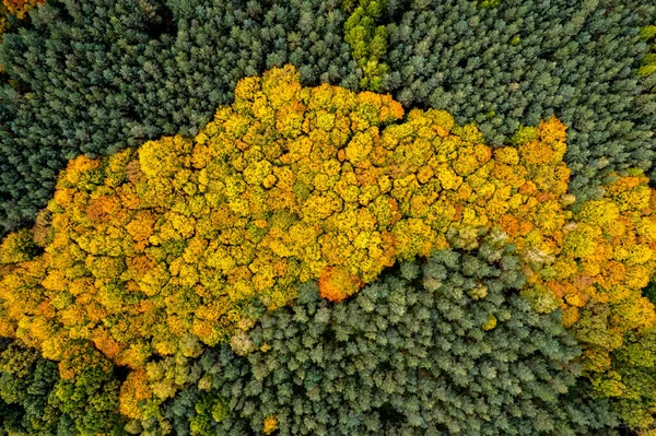 Aerial drone view over autumn forest. Colorful trees in the wood. Fall forest aerial drone view. Autumn natural background.