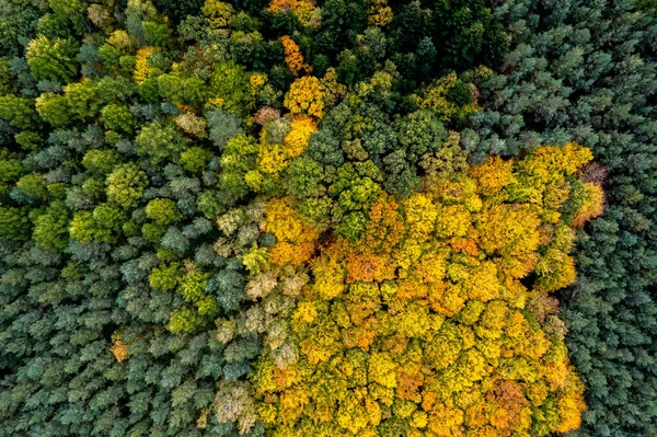 Vista Aérea Arriba Hacia Abajo Follaje Colorido Del Bosque Atumn — Foto de Stock