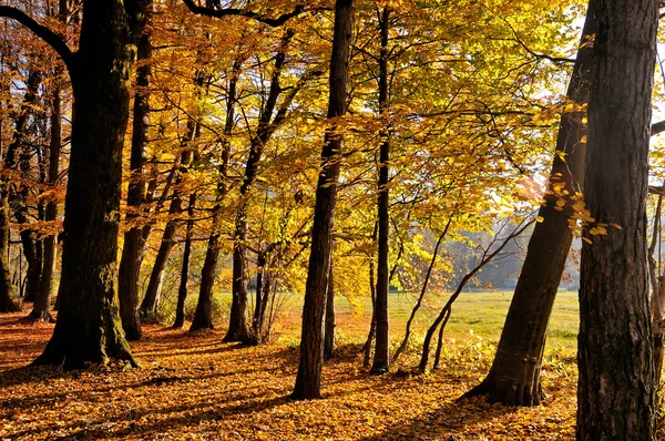 Otoño en el bosque — Foto de Stock