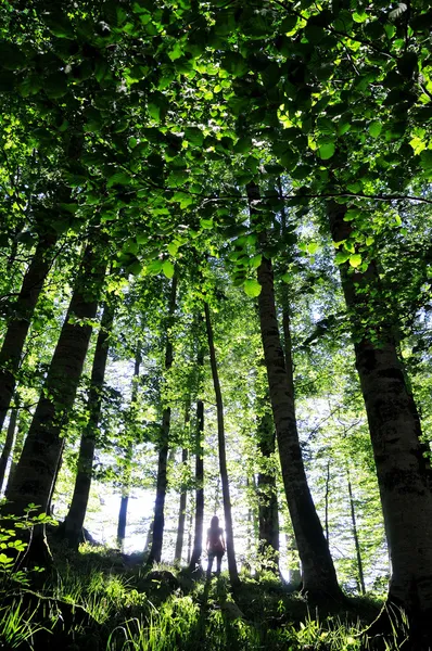 Silhouette della ragazza nella foresta — Foto Stock