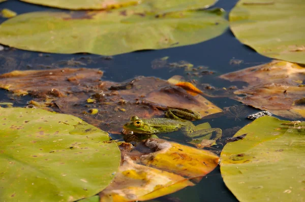 Kikker in het water — Stockfoto